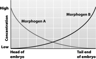 The graph below shows the normal concentration of morphogens A and B throughout a Drosophila embryo.   If morphogen B is injected into the head end of an embryo,the embryo is likely to develop A)  normally. B)  a second tail at the head end. C)  a second head at the tail end. D)  two heads at the head end.