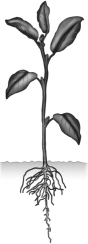 Examine the plant in the figure below.   The plant shown is most likely a dicot because of the presence of A)  a taproot. B)  veins within the leaves. C)  five leaves. D)  both root and shoot systems.