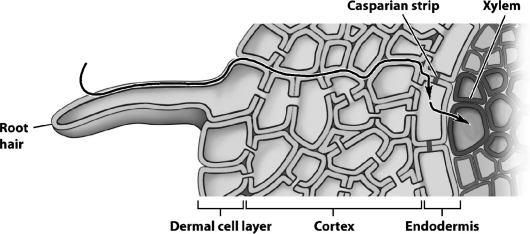 In the figure below,the line with the arrows indicates the cell-wall pathway for an absorbed nutrient.   What structure actually regulates the entry of nutrients into the plant's interior? A)  the root cap B)  the plasma membrane of root hair C)  the plasma membrane of endodermal wall D)  the cell wall of root hair