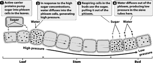 The figure below illustrates how food is transported in phloem tissue.   At what step(s) during the movement of sugar does the plant provide metabolic energy? A)  steps 2 and 4,when water enters and leaves the phloem B)  step 1,when sugars are loaded into the phloem C)  step 3,when sugar diffuses into respiring cells D)  All of the steps require the expenditure of metabolic energy.