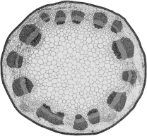 A plant with the arrangement of vascular bundles shown in the image below would be classified as a(n)________.