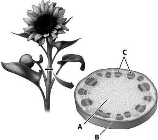 The type of plant tissue indicated by the letter A in the diagram below of a plant stem is ground tissue.
