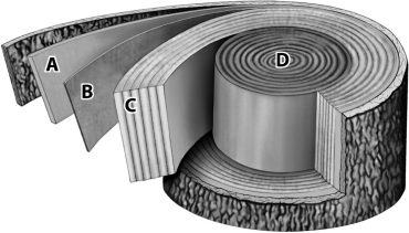 Which of the layers shown in the diagram below of a tree trunk were most recently produced by the vascular cambium?   A)  A and B B)  A and C C)  B and C D)  C and D