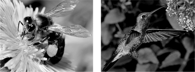 Flowers,like the ones in the figures below,display spectacular colors,shapes,and odors in combination with food rewards,such as nectar,in order to convince pollinating animals to visit several flowers of the same species to transfer pollen for reproduction.   How might a flower be specialized to attract hummingbird pollinators (above right) and discourage insect pollinators (above left) ? A)  have brightly colored petals B)  open only at night C)  hang downward from the branch tips D)  organize its flowers into a flat landing surface