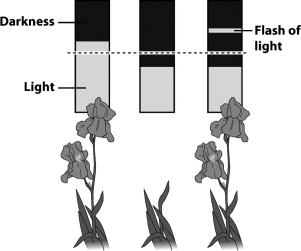 The figure below illustrates the results of a laboratory experiment that simulates potted irises being exposed to differing lengths of darkness.   How would flowering in these irises be affected by disrupting the length of their light exposure? A)  It would stimulate flowering. B)  It would suppress flowering. C)  It would stimulate branching and increase total flower production. D)  There would be no effect because irises use the length of darkness to coordinate flowering.