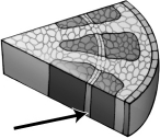 The region of the diagram below indicated by the arrow is involved in the production of wood.   