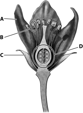 The structure labeled A in this figure is usually designed to attract pollinators.   