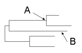 In this phylogenetic tree, what does  A  represent?  B  represent?   A)  A = branch; B = branch B)  A = node; B = branch C)  A= root; B = branch D)  A = node; B = root E)  A = branch; B = node 