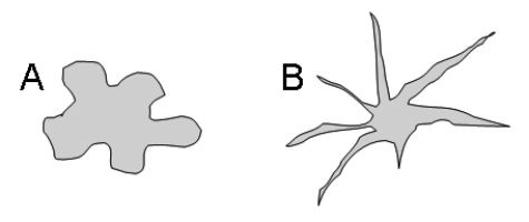 Classify these two protists based on the pseudopodial structure given below.   A)  A: Amoebozoa; B: Alveolata B)  A: Amoebozoa; B: Heterokonts C)  A: Amoebozoa; B: Rhizaria D)  A: Rhizaria; B: Alveolata E)  A: Rhizaria; B: Amoebozoa 