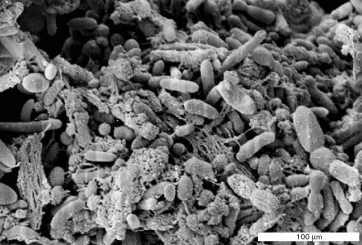 <strong>How do many animal endosymbionts grow? </strong> A) on the surface of the host B) on low nutrients C) by reducing iron oxide D) on inorganic minerals E) in biofilms