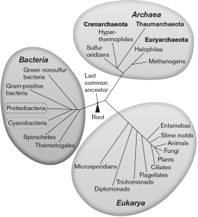 Which commonly used microbial classification advancement led to the tree by Carl Woese in 1977?   A)  comparative genomics B)  microscopy C)  X-ray diffraction D)  protein sequencing E)  16S rRNA sequencing