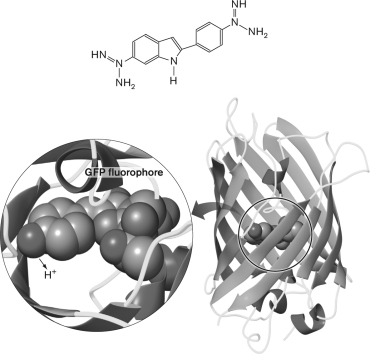 <strong>What molecule is shown below? </strong> A) GFP B) FM4-64 C) DNA D) RNA E) DAPI