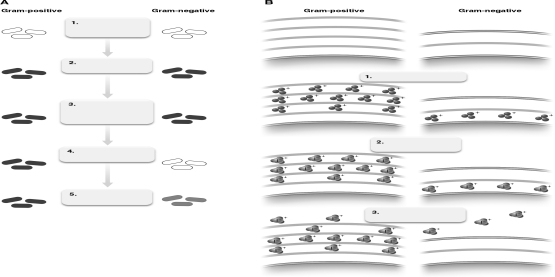 The figure below shows the Gram-staining process. Describe what is happening at step number 3 relative to bacterial cell walls.