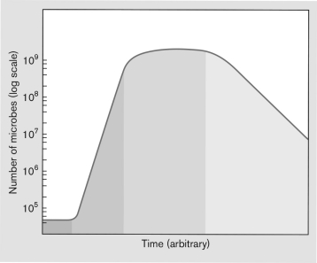 During which stage of bacterial growth is the culture growing exponentially?   A)  lag phase B)  log phase C)  growth phase D)  stationary phase E)  death phase