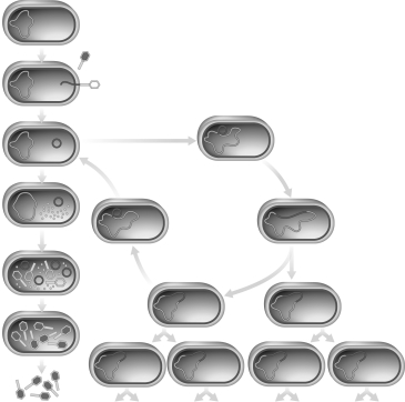 Evaluate what determines which cycle a temperate phage will go through as shown in the figure below.   