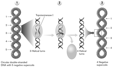 Refer to the figure below and describe the mechanism of action for type I topoisomerases.   