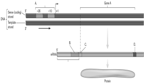 In the figure below, which label represents the promoter?   A)  A B)  B C)  C D)  D E)  -35