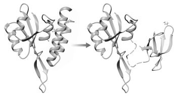 <strong>In the figure shown below, the RfaH protein is undergoing a change from ________ as a result of binding to ________. </strong> A) beta-sheet to alpha-helix; a promoter to initiate transcription B) alpha-helix to beta-sheet; a promoter to initiate translation C) beta-sheet to alpha-helix; RNAP and thus being able to bind ribosomal protein D) alpha-helix to beta-sheet; RNAP and thus being able to bind ribosomal protein E) beta-sheet to alpha-helix; RNAP to initiate translation