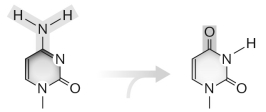 The reaction of cytosine, shown below, happens ________ and causes ________.   A) spontaneously; pyrimidine dimers B) when irradiated; pyrimidine dimers C) when treated with acridine; pyrimidine dimers D) when irradiated; transition mutations E) spontaneously; transition mutations
