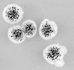 In the figure shown below, the cause of the appearance of these bacterial colonies is ________ and is caused by ________.   A) sectoring; liver homogenate B) pyrimidine dimers; ultraviolet light C) reversion mutations; rat liver homogenate D) frameshift mutations; high mutation rate E) sectoring; high mutation rate