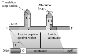 As diagrammed below, some amino acid biosynthetic operons have stem loop structures in the mRNA. These structures play a role in the regulation of the operon by which of the following mechanisms?   A) The leader sequence shown contains codons for the amino acid. When these are low, the ribosome stalls, allowing a hairpin between the two middle regions to form so that the rest of the message can be translated. B) A repressor protein made of that amino acid will bind to the region and prevent translation when large amounts of the amino acid are present. C) In the presence of large amounts of the amino acid, the hairpin will wind around the amino acid and prevent further translation. D) The uridine-rich region has codons for that amino acid; when present, this region will be a terminator region. The hairpins allow for an RNA to bind that then allows translation to occur. E) Catabolite repressor protein can bind and prevent the hairpins from forming, thus allowing translation to occur.