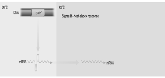 The best description of the initial step in the regulatory process shown below is   A)  an sRNA is produced that can then be used to turn on genes. B)  an sRNA is produced that can then be used to turn off genes. C)  a sigma factor mRNA is transcribed and forms secondary structures at lower temperatures. When heated, the structures melt and the mRNA for the heat shock sigma factor, rpoH, can be translated. D)  The hairpins contain codons for a needed amino acid. When amino acid is lacking, the ribosome stalls and prevents its formation, thus allowing translation. E)  The hairpins contain codons for needed amino acids. When amino acid is present, the ribosome stalls and prevents the formation of hairpins, thus allowing translation.