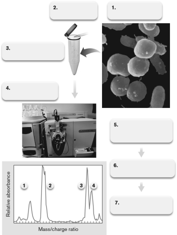 The figure below diagrams a process used to study bacterial physiology. Which is the correct description of the steps shown?   A)  Cells are lysed, two-dimensional gels are run, and then spots of protein are run through mass spec. Proteins' peaks are identified. B)  Cells are lysed, two-dimensional gels are run, isobaric tags are added to the proteins, and they are run through a mass spec. Proteins' peaks are identified. C)  Cells are lysed, two-dimensional gels are run, and proteins are digested with trypsin and run through a mass spec. Proteins' peaks are identified. D)  Cells are lysed, proteins are digested with trypsin, and column is used followed by mass spec. Proteins' peaks are identified. E)  Cells are lysed, RNA is purified, cDNA is made, and sequencing is carried out.