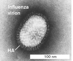 The figure below is a transmission electron microscopy image of an influenza A virion. Hemagglutinin (HA) is one of the spike proteins. Which is the other spike protein on the envelope of influenza A?   A) nucleocapsid protein B) ion channel C) matrix protein D) nuclear export protein E) neuraminidase