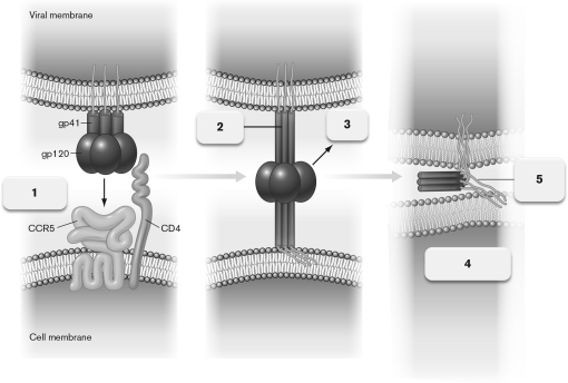 The figure below shows the process attachment of HIV to a host cell. Which step is blocked by the antiviral agent maraviroc?   A)  1, CD4 binding B)  1, CCR5 binding C)  2, formation of the fusion peptide D)  3, release of gp120 E)  4, reverse transcriptase activity