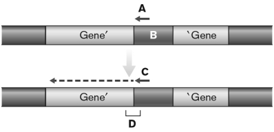 Which answer choice INCORRECTLY labels the figure below?   A) A-DNA primer B) B-transposon C) C-amplification of gene-transposon junction D) D-interface gene-transposon E) There is no incorrect label.