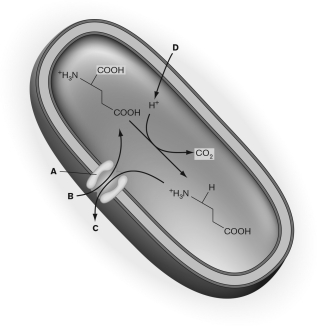 Which answer choice INCORRECTLY labels the figure below?   A) D indicates the CO2 entering the cell. B) C points to GABA. C) A marks the GABA/glutamate antiporter. D) D is the label for H+ entering the cell. E) B points to glutamate.