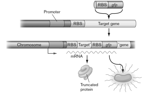 What is the main indication that the figure below depicts a transcriptional (operon)  fusion?   A)  A single mRNA is transcribed, from which two proteins are translated. B)  The reporter gene keeps its biological properties: in this case, fluorescence. C)  Transcription proceeds from a single promoter. D)  The target gene maintains its ribosomal binding site. E)  The reporter gene is inserted into the target gene in the proper codon-reading frame.
