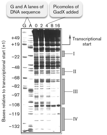 The figure below shows a gel with Escherichia coli DNA fragments separated by size. The marker lanes help to locate the transcription start following the promoter region of a gene encoding for glutamate decarboxylase (GadA). There are five lanes from an experiment in which varying amounts of the protein GadX were added to DNA prior to treatment with DNase I. What do the roman numeral boxes indicate?   A) change RNA to DNA. B) topoisomerases-binding regions C) thus not protected D) translational start E) GADF-binding site