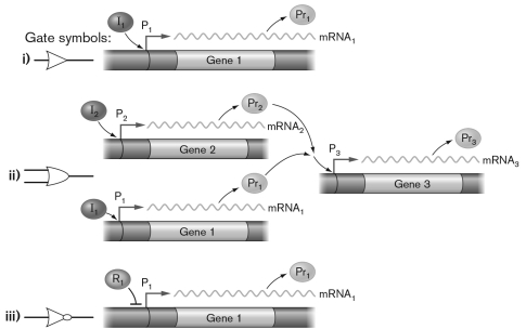 In the figure below, the labels for the genetic logic gates are missing. Which answer choice locates them correctly?   A)  i)  Buffer, ii)  NOT, iii)  OR B)  i)  NOT, ii)  Buffer, iii)  OR C)  i)  Buffer, ii)  OR, iii)  NOT D)  i)  OR, ii)  Buffer, iii)  NOT E)  i)  NOT, ii)  OR, iii)  Buffer