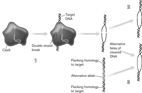 Use the figure below to describe how the CRISPR-Cas9 editing tool is used in eukaryotic cells.   