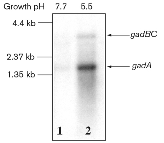 Observe the figure below and discuss how a single northern blot can reveal differences in size and abundance of the E. coli acid-resistance gene gadA with respect to the gadBC operon and the inducible expression of these genes at low pH.   