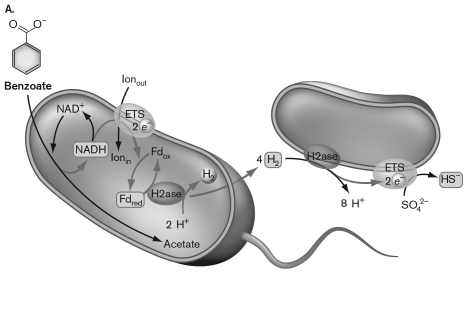 A metabolic process allowing for anaerobic degradation of benzoate to acetate is diagrammed below. This metabolism can happen because   A) benzoate contains a great deal of energy and ATP can be made. B) the catabolism of benzoate by the cell on the left produces hydrogen that is then used by the cell on the right to reduce sulfate. C) the catabolism of benzoate by the cell on the left produces hydrogen that is then used by a methanogen. D) the catabolism of benzoate to acetate releases so much energy that it overcomes the positive  <span class=