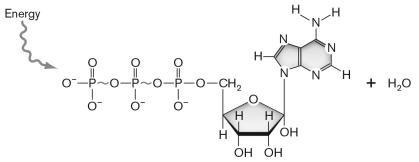 The molecule shown below carries energy in the cell but it needs to be stabilized. It is a ________ molecule and is stabilized when it ________.   A) NADPH; forms a cyclic molecule B) NADPH; complexes with Mg<sup>2+</sup> C) ATP; donates its electrons to a cytochrome D) ATP; complexes with Mg<sup>2+</sup> E) ATP; forms a cyclic molecule
