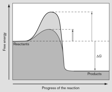 The graph shown below diagrams the energy involved in the   A) difference in activation energy of a reaction with and without an inhibitor at an allosteric site. B) difference in the activation energy of a reaction with and without an enzyme. C) activation energy needed to initiate the Embden-Meyerhof pathway. D) difference in synthrophic reactions with and without a hydrogen utilizing partner. E) difference in activation energy with NADH versus NADPH.
