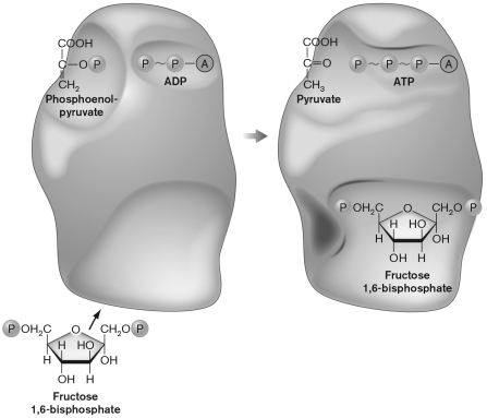The activity of the enzyme below is controlled in various ways using several of the binding sites shown. The two sites are the ________ site and the ________ site.   A)  active; inhibitor B)  catalytic; inhibitor C)  substrate; inhibitor D)  substrate; allosteric E)  catalytic; allosteric