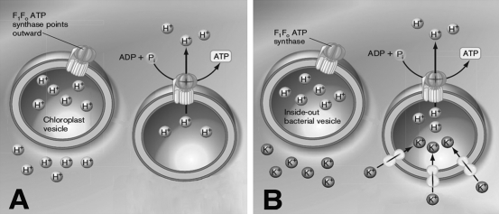  While testing the chemiosmotic theory, researchers prepared  inside-out  vesicles from bacterial cells, mitochondrial internal membranes, and chloroplast thylakoids. In an inside-out vesicle, the F₁ subunit of the proton-ATPase faces outward. Using the figure below, briefly discuss how the use of inside-out vesicles helped to study the relative contributions of the proton gradient (∆pH) and the membrane potential (  \Delta \Psi  ) to∆ p.    
