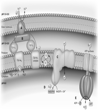 Use the figure below to describe how Acidithiobacillus ferrooxidans can utilize iron as an electron donor for ATP production. Discuss how other microbes benefit from or contribute to the process.   