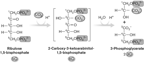 The enzyme that carries out this reaction shown in the diagram below is ________, and the end product is ________.   A)  3-phosphoglycerate synthetase; added to another carbon dioxide B)  3-phosphoglycerate synthetase; reduced to glyceraldehyde-3-phosphate C)  nitrogenase; reduced to glyceraldehyde-3-phosphate D)  Rubisco; reduced to glyceraldehyde-3-phosphate E)  Rubisco; added to another carbon dioxide