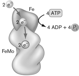 Nitrogenase is diagrammed below. This particular enzyme is shown in the format just before it begins a cycle of nitrogen reduction. This goal is accomplished in four steps. What is the first step?   A) N2gas binds to the active site on the FeMo protein. B) NADPH binds to the active site in order to reduce it prior to N2binding. C) Two e<sup> - </sup>are transferred to the Fe protein and then to the FeMo protein, which are used to reduce H<sup><sup><sup>+</sup></sup></sup> to H2prior to N2binding. D) The preexisitng NH4+ is removed prior to N2binding. E) Fe and Mo are bound to the active sites and then released prior to the next cycle.