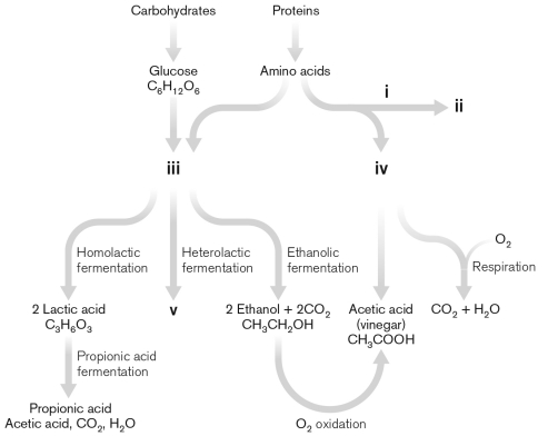 Use the figure below to describe four types of fermentation used in food preparation. Make sure to indicate what the Roman numerals indicate. Give an example of a product that is made from each type of fermentation.   