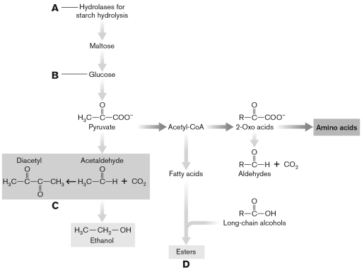 In the figure below, identify the carbohydrate substrate for fermentation in the production of beer and wine. Compare and contrast the desirable flavors and off-flavors that may come about during ethanolic fermentation in both cases.   