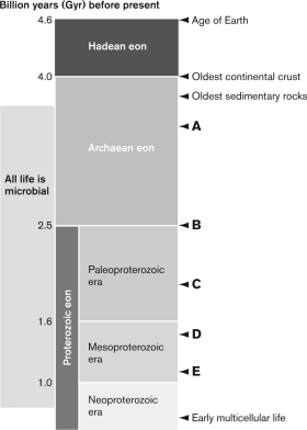 Which label on the figure below is NOT correct?   A)  A-oldest stromatolites B)  B-chloroplasts and mitochondria C)  C-colonial organism D)  D-filamentous cyanobacteria E)  E-early eukaryotes