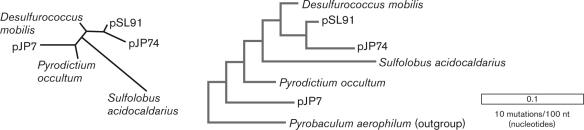 The figure below shows two ways to represent phylogenetic relationships using rRNA from several thermophiles from Obsidian Pool in Yellowstone National Park. The principal advantage to unrooted trees, when compared to rooted trees, is that they   A)  are more readable. B)  are easier to draw. C)  are more precise. D)  indicate the position of a common ancestor. E)  are more precise regarding mutation rates.