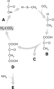 The figure below depicts a metabolist model for CO₂ fixation as the basis for biosynthesis as proposed by Morowitz and Wächterhäuser. Discuss the pathway and determine what its outcome is.   