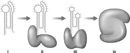 Use the figure below to discuss how catalytic activity in enzyme proteins could have evolved from catalytic RNA.   